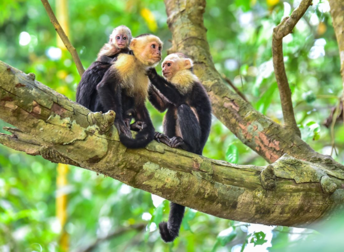 Curu Reserve Hike